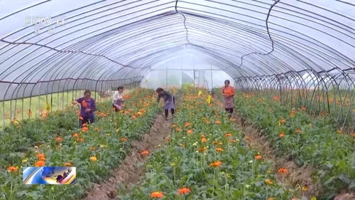 一组数据看我国农业农村发展 初级农产品稳产保供，乡村全面振兴成效显著