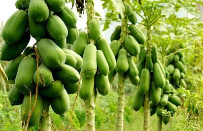 探寻海南农村创业新机遇 初级农产品的稳定盈利之路