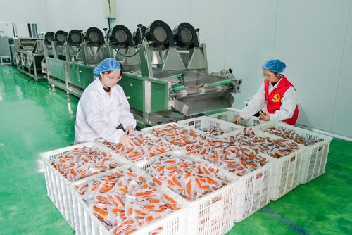 仙渡乡小番薯 跨山出海，助力乡村振兴的甜蜜力量