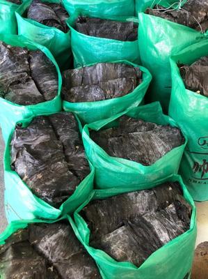 莆田日晒海带 初级农产品的自然馈赠与批发商机