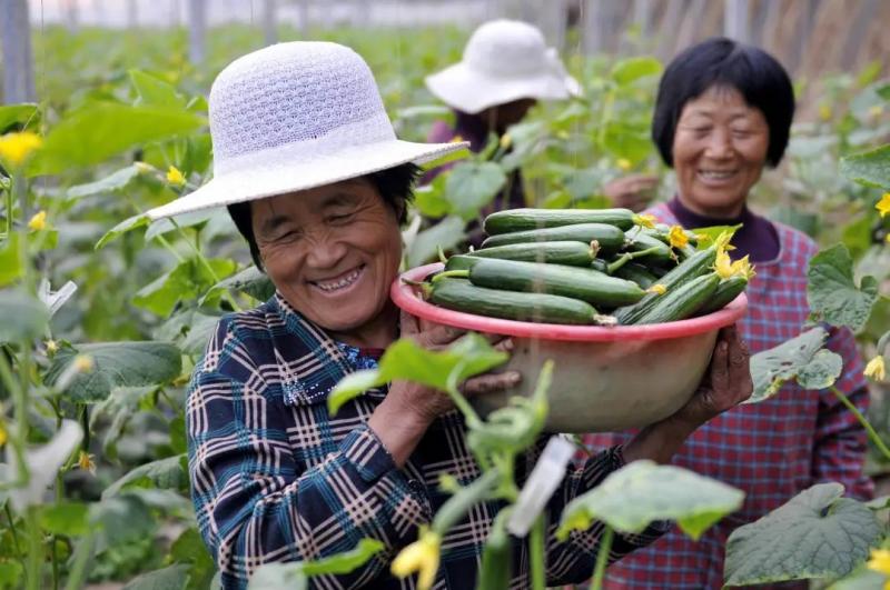 破浪前行 张红宇解读我国农民合作社在初级农产品领域的发展趋势