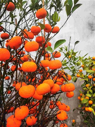 中国农产品行情确立多头持仓 一枝独秀，否极泰来的基础生活物资投资机遇