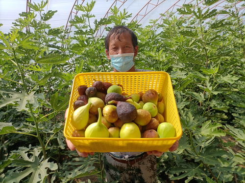 乌鲁木齐打造高品质初级农产品 绿色农业的新篇章